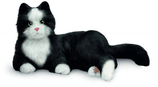 Picture of Companion Pet Black & White Cat